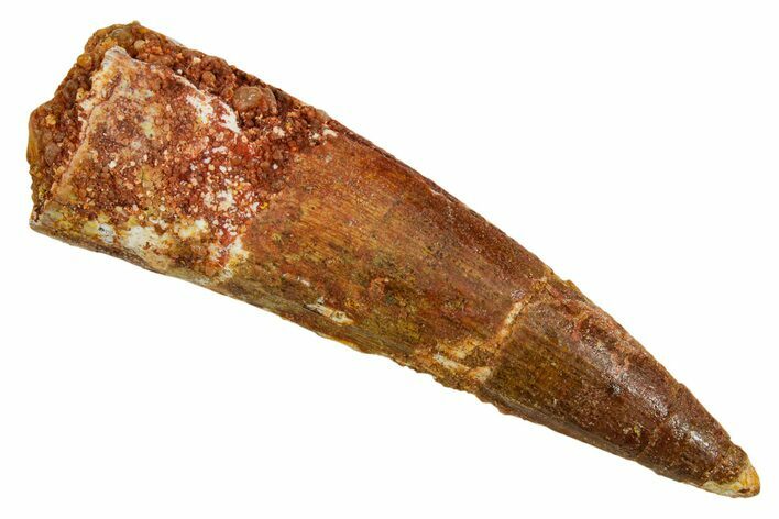 Fossil Spinosaurus Tooth - Real Dinosaur Tooth #373731